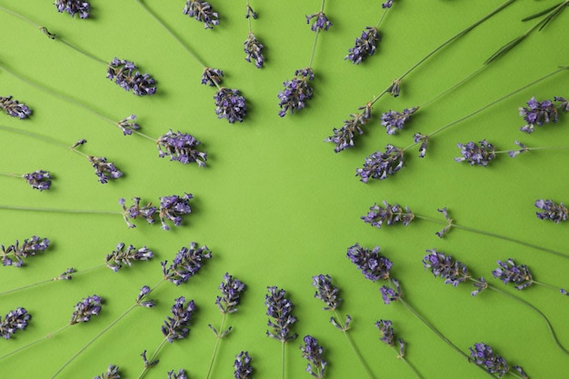 Lavender flowers on green background top view