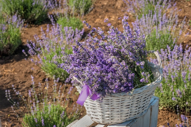 Lavender flowers harvested in a basket on a lavender plantation