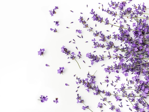 Photo lavender flowers isolated on white background blooming lavender flowers and petals