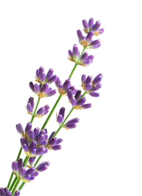 Lavender flowers isolated on white background