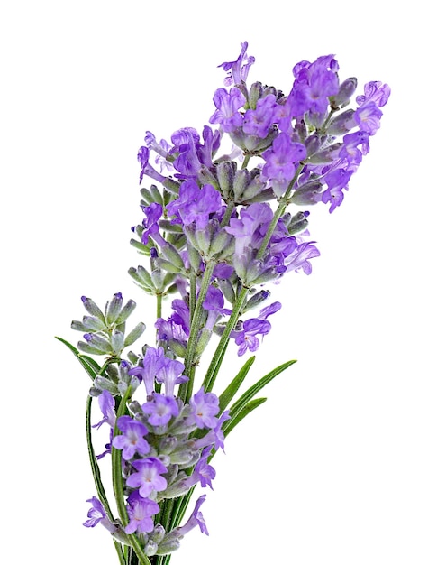 Lavender flowers on light background