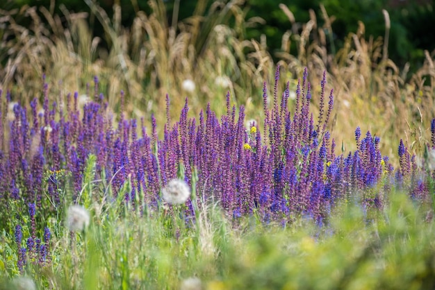 Lavender flowers in the meadow