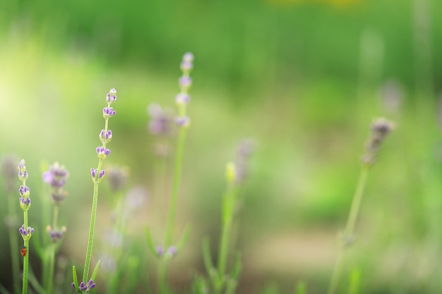 Lavender flowers on natural meadow background. . High quality photo