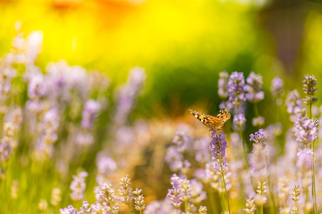 Lavender flowers of Provence with beautiful butterfly in a meadow in nature in the rays of sunlight