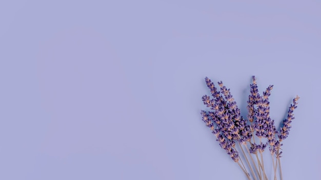 Lavender flowers on a purple background Space for text highquality photos for calendar and cards