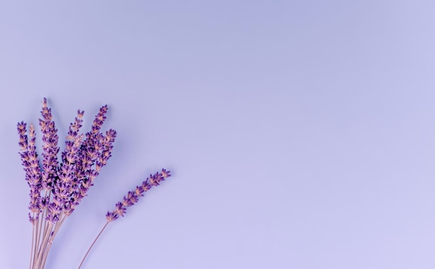 Lavender flowers on a purple background Space for text highquality photos for calendar and cards