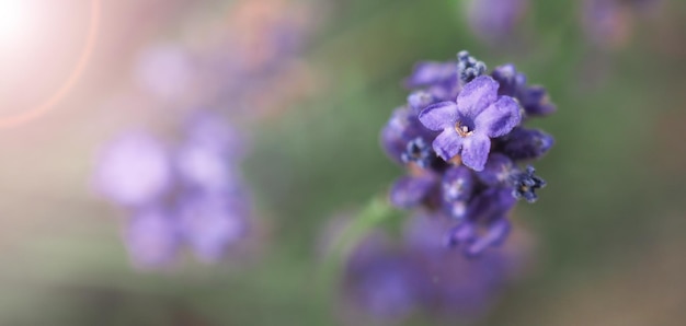 Lavender flowers purple color and sunset light flare to camera