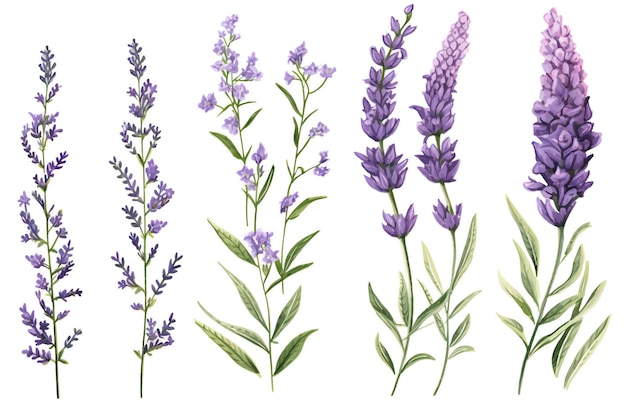 Lavender flowers set Watercolor hand drawn illustration Isolated on white background