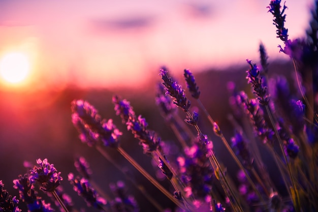 Lavender flowers at sunset in Provence, France. Macro image, shallow depth of field. Beautiful floral background