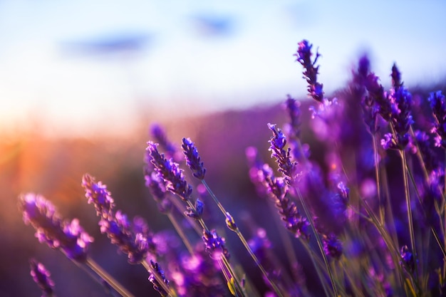 Lavender flowers at sunset in Provence, France. Macro image, shallow depth of field. Beautiful nature background