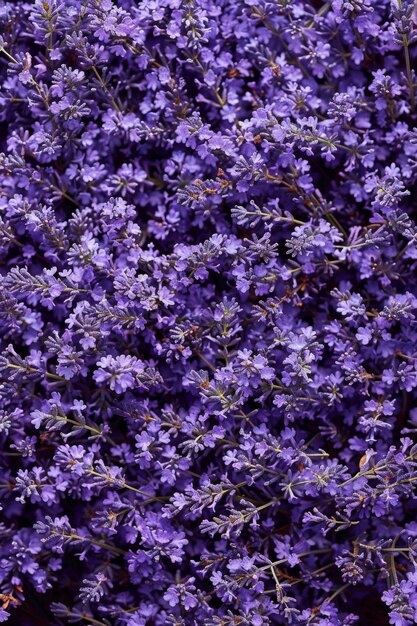 Photo lavender flowers texture background lavandula perfume buds pattern petals banner fragrance lilac blossoms