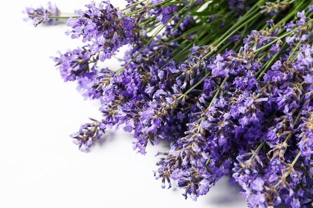 Lavender flowers on white background close up