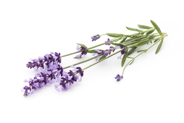 Lavender flowers on a white background.