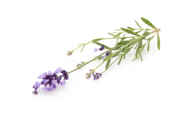 Lavender flowers on a white background.