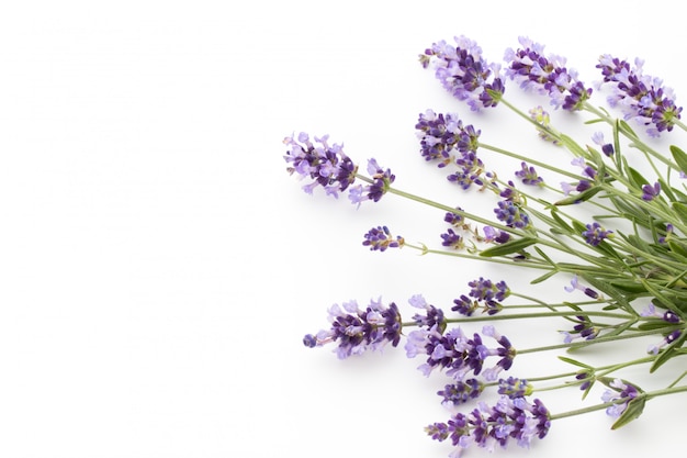 Lavender flowers on a white background