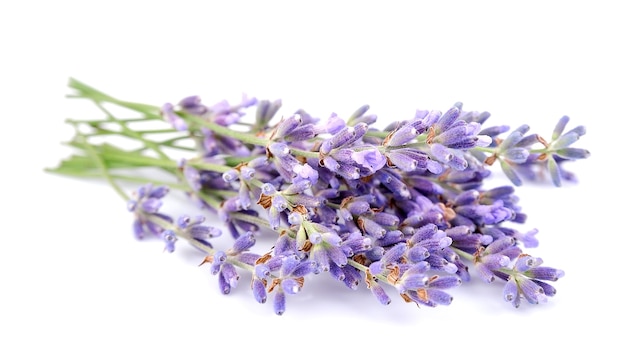 Lavender flowers on a white background