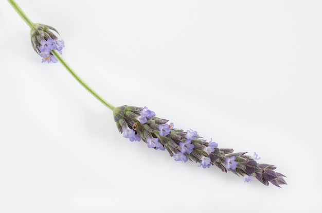 Lavender flowers on white surface Flat lay.