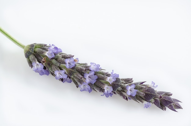 Lavender flowers on white surface Flat lay.