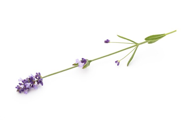 Lavender flowers on a white surface.