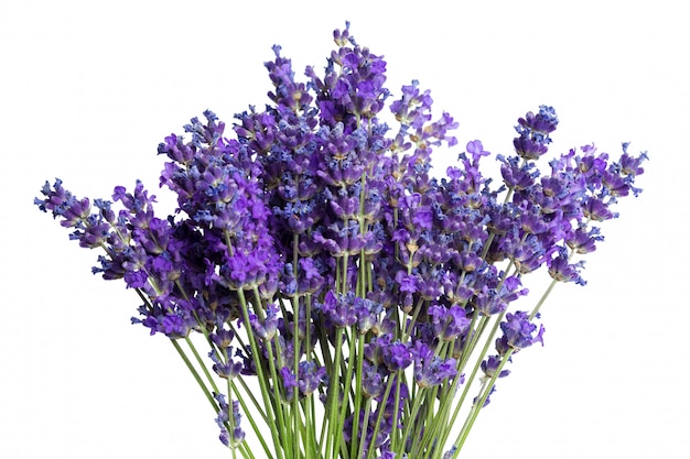 Lavender flowers on white