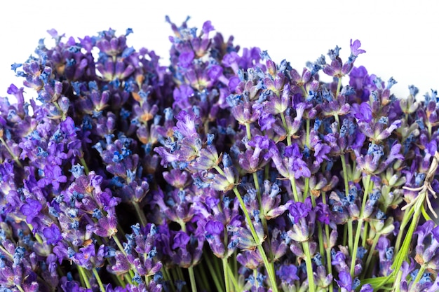 Lavender flowers on white 