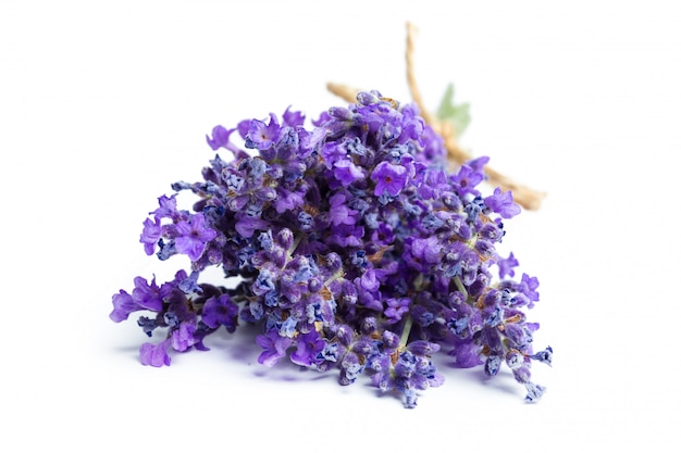 Lavender flowers on white