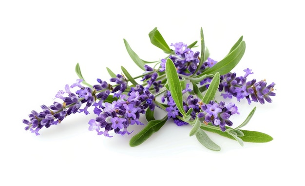 Lavender flowers with green leaves