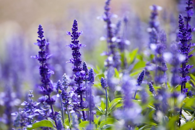 Lavender flowers