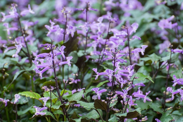 Lavender Flowers