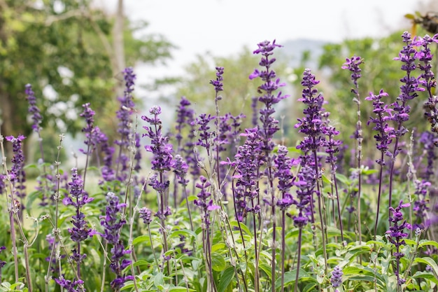 Lavender garden in thailnd