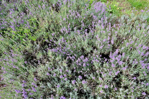 Lavender ordinary Essence background closeup