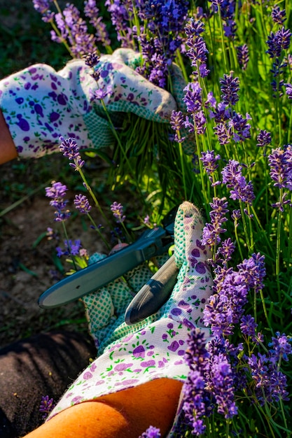 Lavender plants in the garden