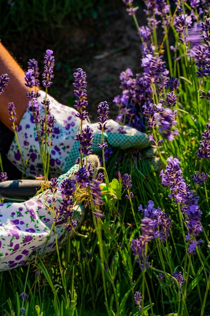 Lavender plants in the garden