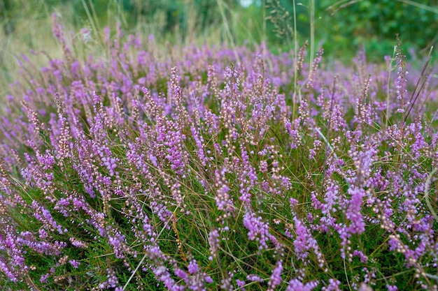 Lavender provence flowers or herd summer nature