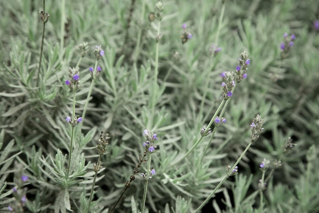 Lavender purple flower blossom plant