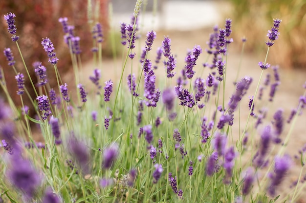 Lavender purple flowers lit by sunlight. Lavender fields, Provence, France.