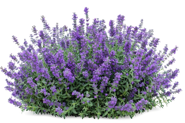 Photo a lavender shrub with its purple blossoms in full bloom generative ai