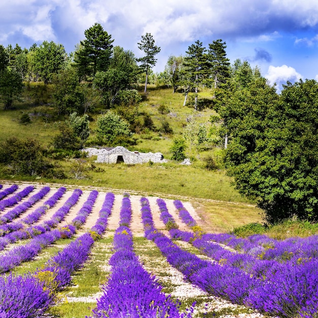 LAVENDER IN SOUTH OF FRANCE