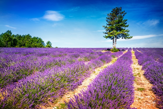 LAVENDER IN SOUTH OF FRANCE