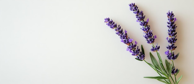 Photo lavender sprigs on a pale background