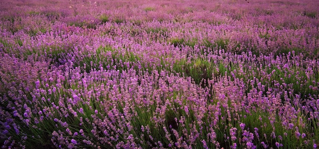 Lavender texture nature