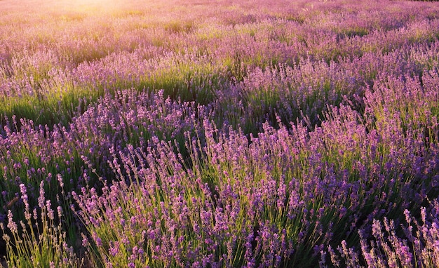 Lavender texture nature