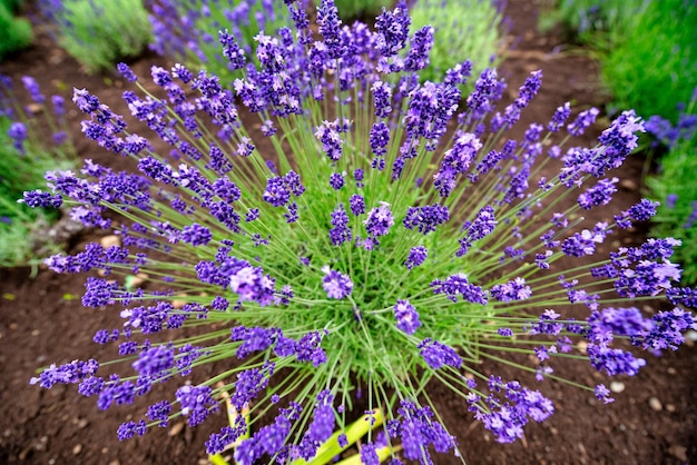 Lavenders flowers on spring time in garden Selective focus Vintage tone