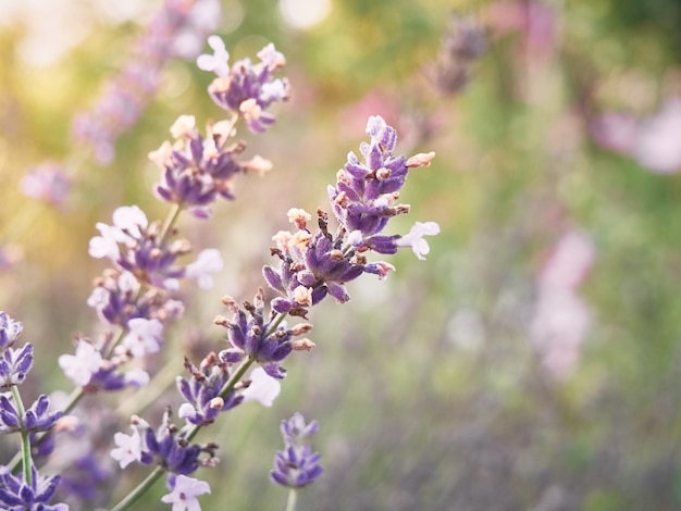 Lavenders flowers at sunset light, close-up.