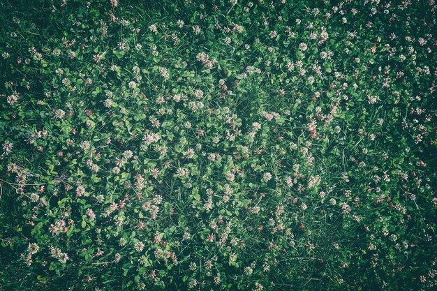 The lawn of blooming clover natural flower background