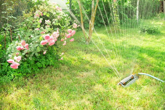 Lawn sprinkler spaying water over green grass on a sunny day Irrigation system