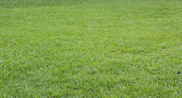 A lawn with a black and white sign that says " the word " on it "