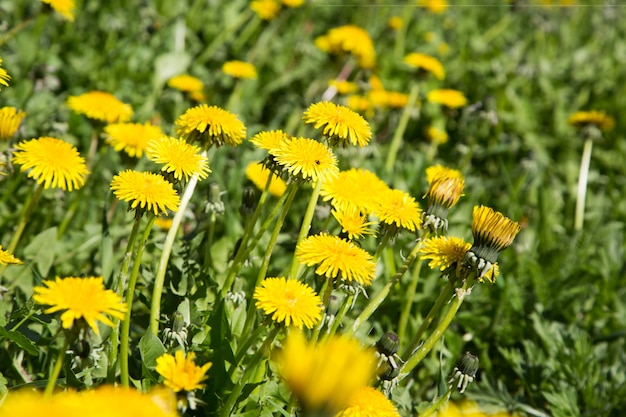 Lawn with bright yellow flowers dandelions