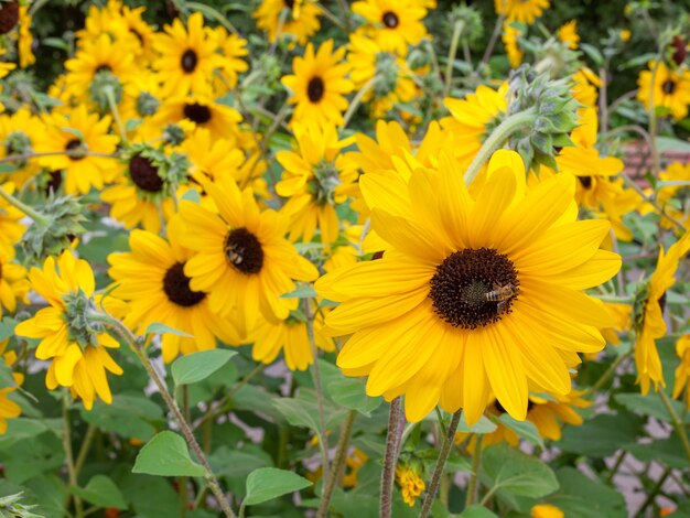 Lawn with decorative sunflowers. Natural background or pattern