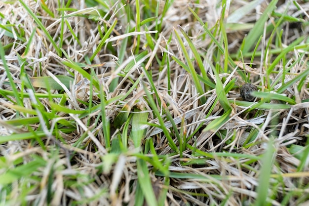 Photo a lawn with dried grass grass after winter scarification and aeration